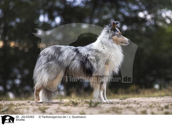 Sheltie / Sheltie / JQ-02082