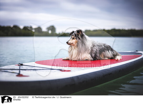 Sheltie / Sheltie / JQ-02202