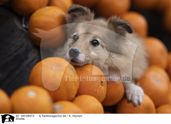 Sheltie / Sheltie / AH-08872