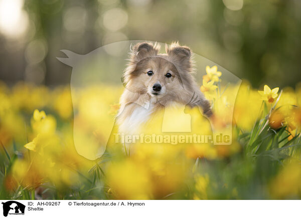 Sheltie / Sheltie / AH-09267