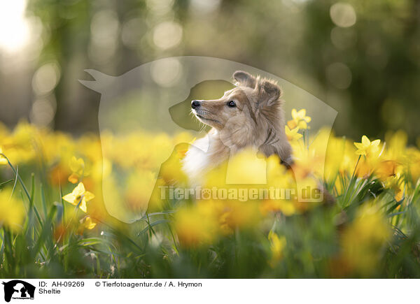 Sheltie / Sheltie / AH-09269