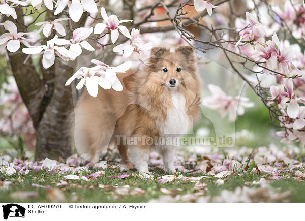 Sheltie / AH-09270
