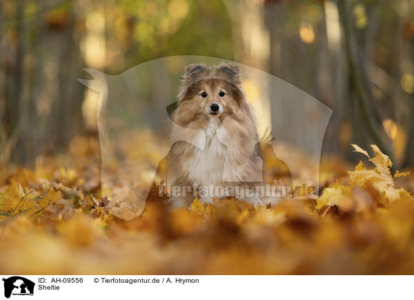 Sheltie / Shetland Sheepdog / AH-09556