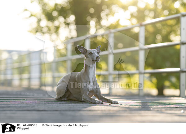 Whippet / Whippet / AH-09563