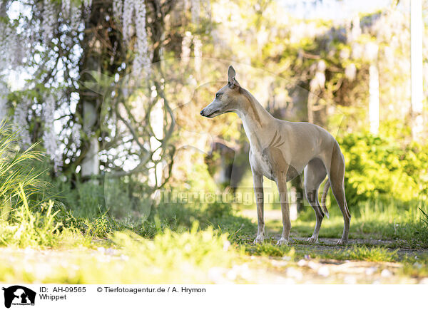 Whippet / Whippet / AH-09565
