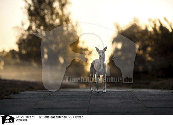 Whippet / Whippet / AH-09574