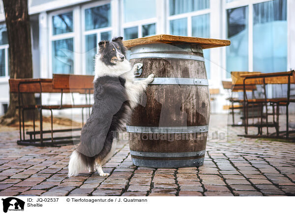Sheltie / Sheltie / JQ-02537