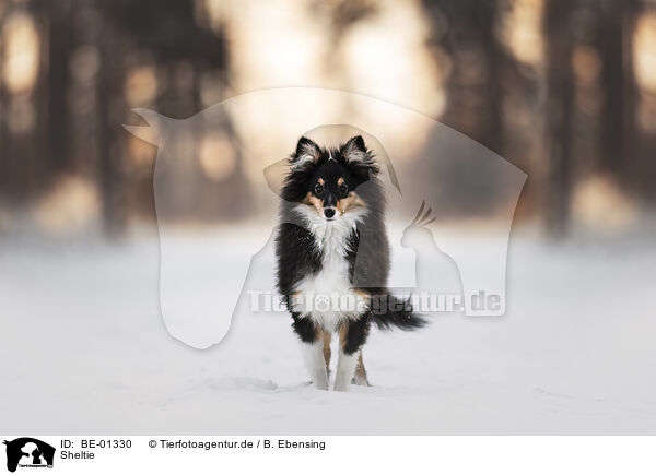 Sheltie / Sheltie / BE-01330