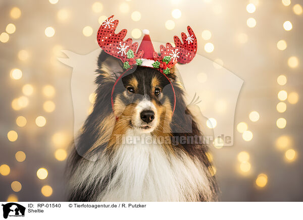Sheltie / Sheltie / RP-01540