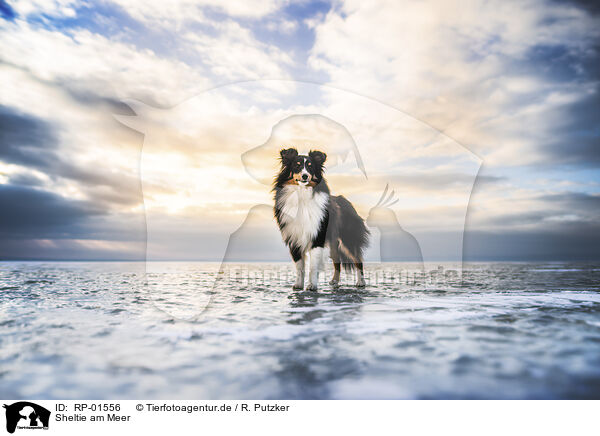 Sheltie am Meer / Sheltie by the sea / RP-01556