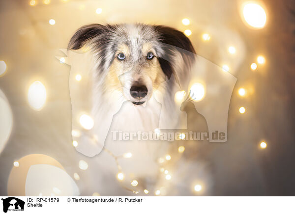 Sheltie / Sheltie / RP-01579