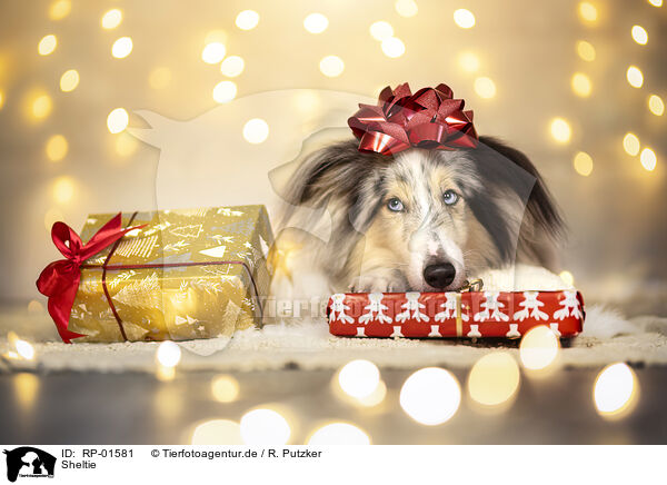 Sheltie / Sheltie / RP-01581