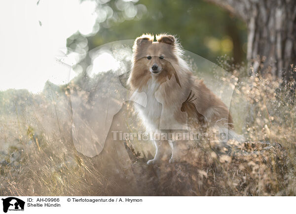 Sheltie H�ndin / female Sheltie / AH-09966