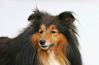 Sheltie Portrait