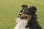 Sheltie Portrait