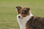 Sheltiewelpe Portrait