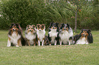 Sechs Shelties