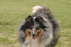 blue merle Sheltie