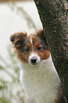 sable Sheltie am Baum