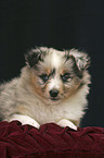 Blue Merle Sheltie Welpe