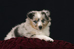 Blue Merle Sheltie Welpe