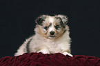 Blue Merle Sheltie Welpe