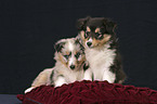 tricolor und blue merle Sheltie Welpen