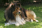 liegender Sheltie