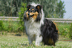 Shetland Sheepdog