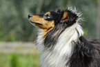 Shetland Sheepdog