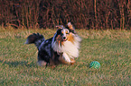 rennender Sheltie