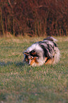 rennender Sheltie