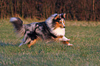 rennender Sheltie