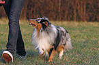 Shetland Sheepdog