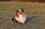 liegender Sheltie