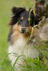 Sheltie Portrait