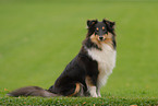 Sheltie