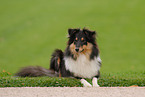 Sheltie