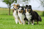 Shelties