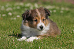 Sheltie Welpe