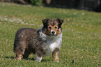 Sheltie Welpe