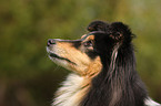 Sheltie Portrait