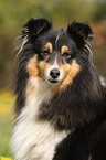 Sheltie Portrait