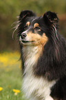 Sheltie Portrait