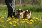 Sheltie Welpen