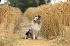 junger Sheltie