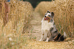 junger Sheltie