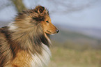 Sheltie Portrait