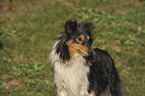 Sheltie Portrait