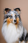 Sheltie Portrait